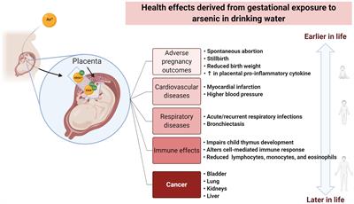 Health Effects Associated With Pre- and Perinatal Exposure to Arsenic